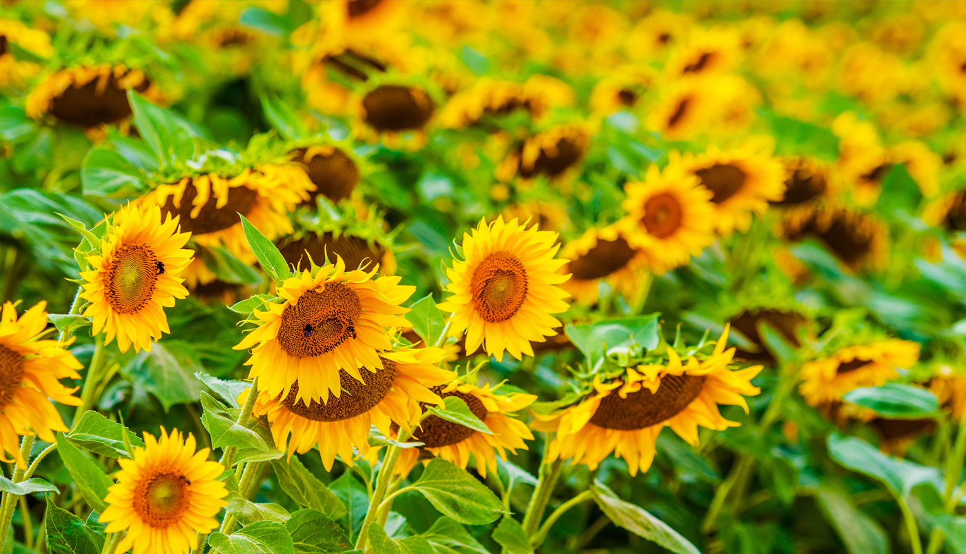 Corn spol. s r.o. image