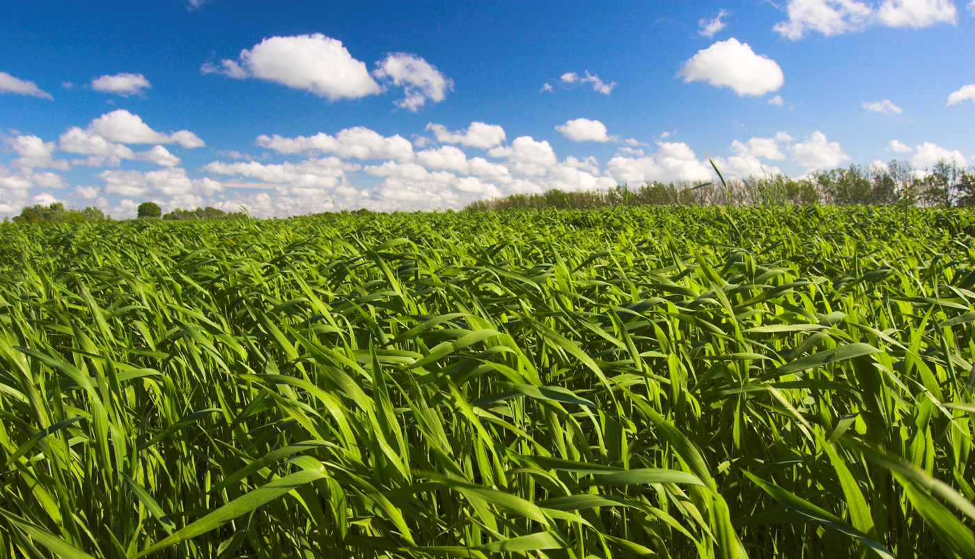 Corn spol. s r.o. image